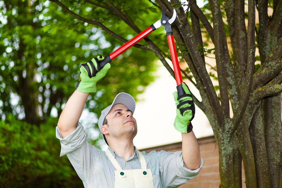Landscapers Sarasota Fl Lawn Service, Landscaping And Tree Removal